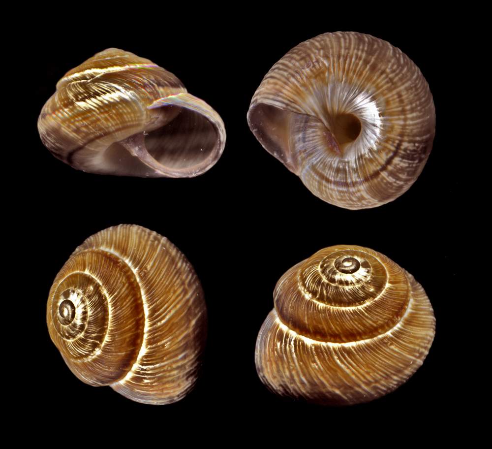 Hygromiidae  ladispoli mm 9x7